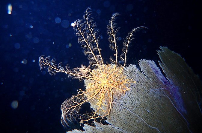 Private Sunset Charter + Guided Night Snorkeling in St Thomas - Equipment, Comfort, and Practical Details