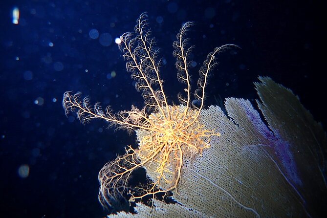Private Sunset Charter + Guided Night Snorkeling in St Thomas - When Daylight Fades, the Water Changes