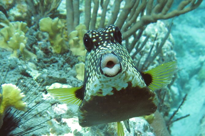 Reef and Turtle Adventure - Kayak and Snorkel Tour - Why this St. Thomas kayak tour is worth considering