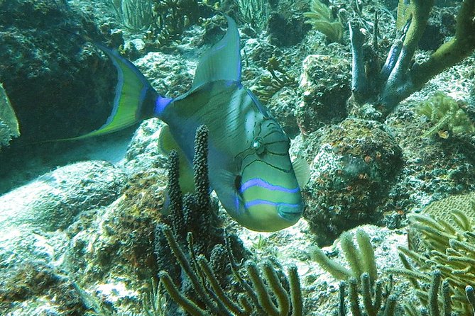 Reef and Turtle Adventure - Kayak and Snorkel Tour - The coral reef stop brings the color