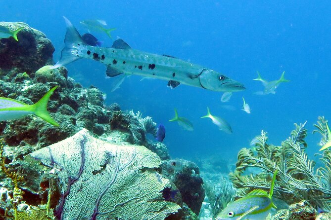 Reef and Turtle Adventure - Kayak and Snorkel Tour - The calmer bay is the turtle highlight