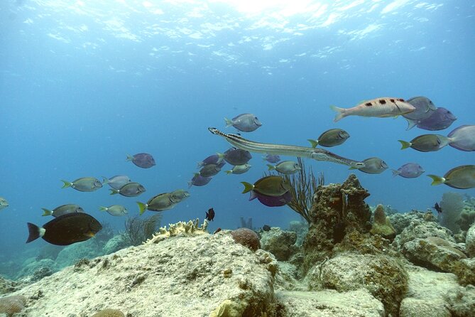 Reef and Turtle Adventure - Kayak and Snorkel Tour - What the group size means on the water