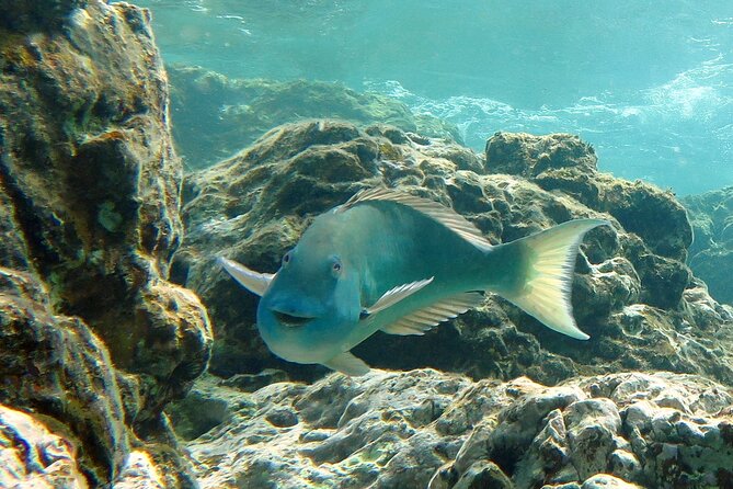 Reef and Turtle Adventure - Kayak and Snorkel Tour - Is $159 a good value?