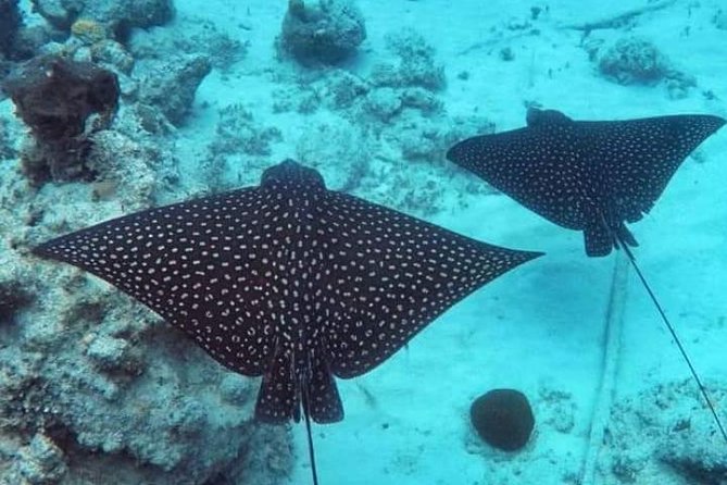 Sail/Snorkel Adventure from Sapphire Marina,STT NO CROWDS~ 6 GUEST MAX - Key points to know before you book