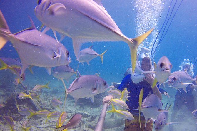Sea Trek Helmet Dive at Coral World Ocean Park - The marine life is close, but the setting is controlled
