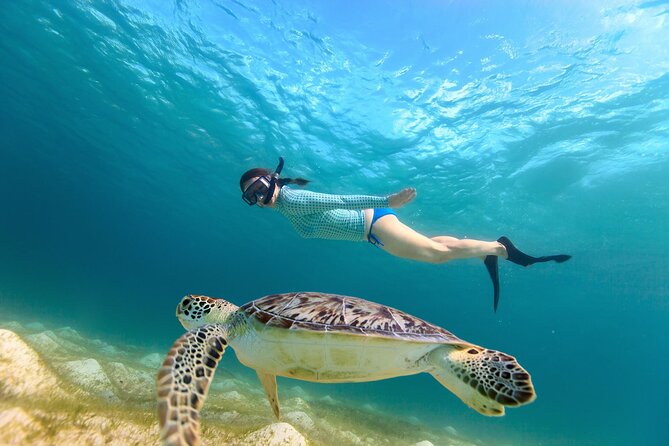 Sea Turtle Snorkel Tour - Starting at Frederiksted Welcome Center