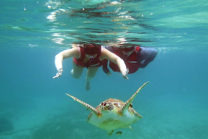Small Group Sea Turtle Tour (Guaranteed to see turtles) - Walking Into The Water With A Guide