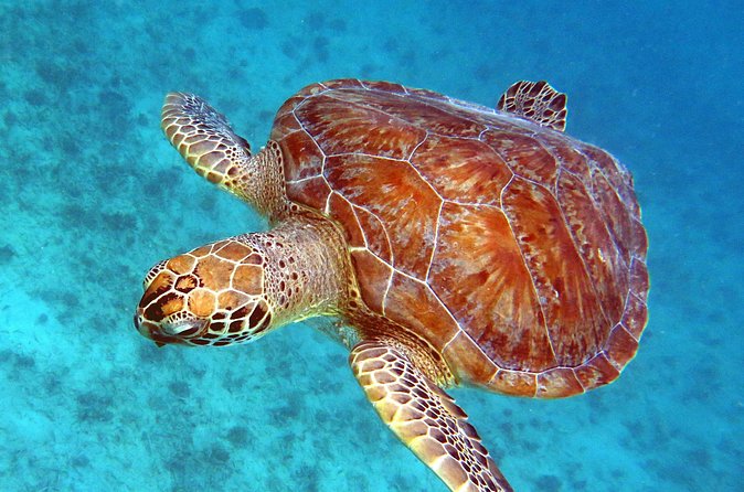 Small Group Sea Turtle Tour (Guaranteed to see turtles) - Finding Sea Turtles In Their Natural Habitat