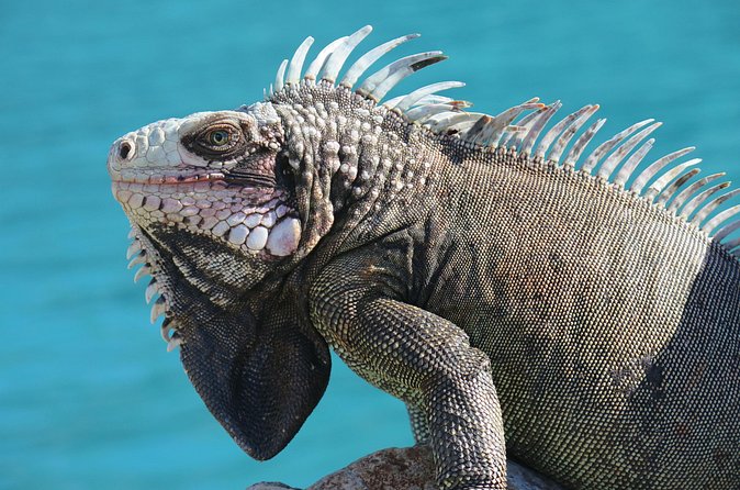 Small Group Sea Turtle Tour (Guaranteed to see turtles) - What The $89 Price Includes