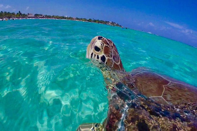 Snorkel St. John Tour from Sapphire and Margaritaville - Key points to know before booking