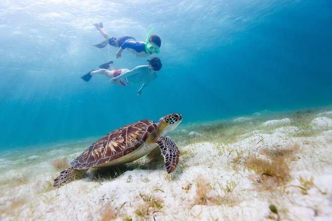 Snorkel & Swim with Turtles. Semi Private Tour to Buck Island & Honeymoon Beach - Turtle Cove and Buck Island: The Main Marine-Life Stop