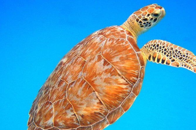 Snorkeling Adventure in St Thomas - Key points at a glance