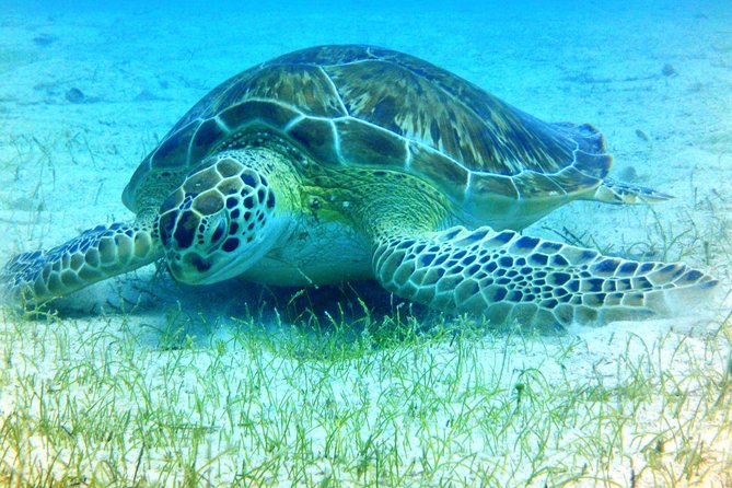 Snorkeling Adventure in St Thomas - The first snorkel site: fish, rays, and coral