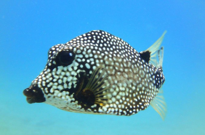 Snorkeling Adventure in St Thomas - The second site and the search for sea turtles