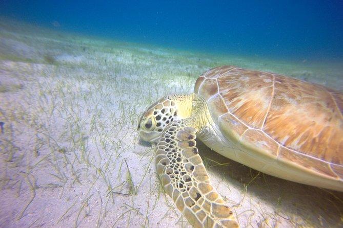Snorkeling Adventure in St Thomas - Snacks, soda, water, and pirate punch