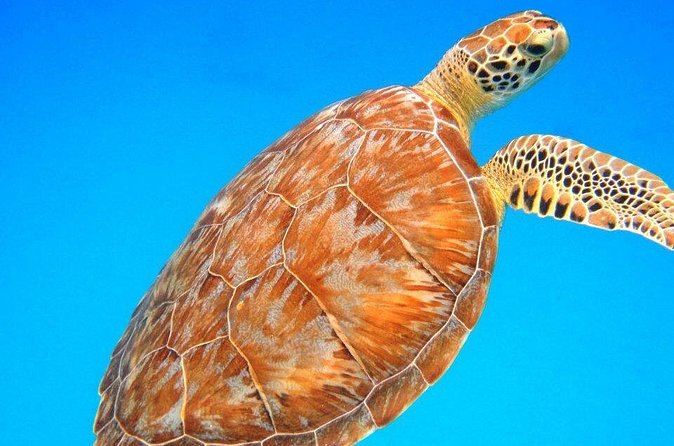 Snorkeling Adventure in St Thomas - Handling wind, motion sickness, and mixed abilities