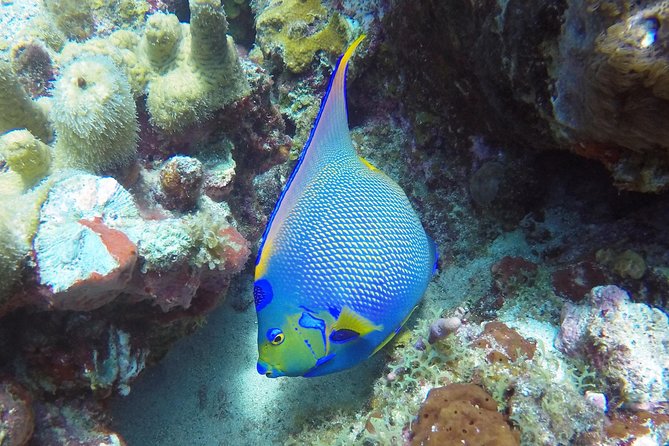 Snorkeling Adventure in St Thomas - Price, timing, and who gets the best value
