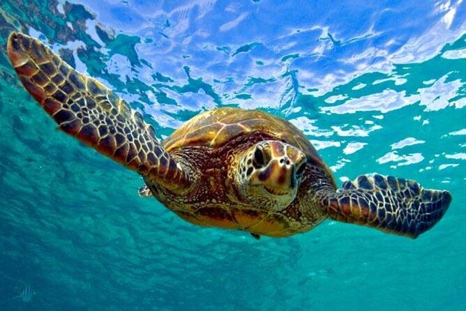Snorkeling with Sea Turtles at St. Thomas - Quick reasons to consider this turtle tour