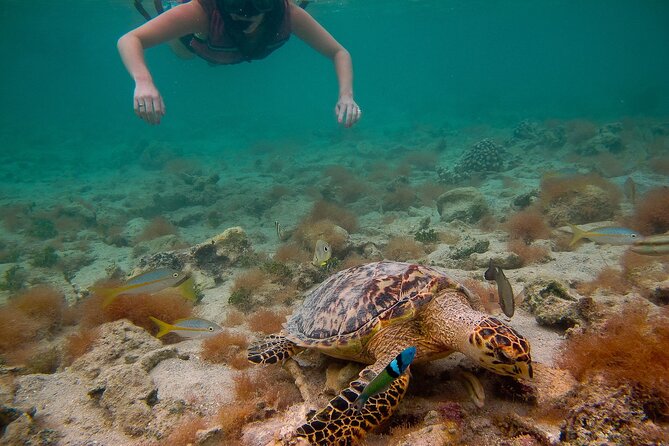Snorkeling with Sea Turtles at St. Thomas - A gentle walk into the Caribbean