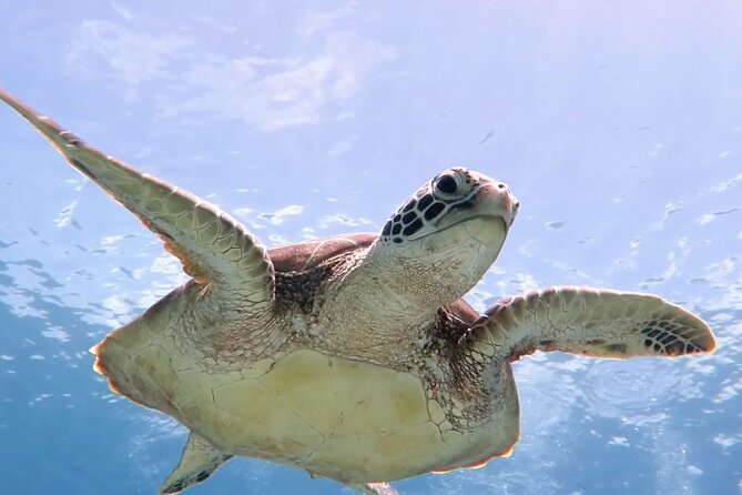 Snorkeling with Sea Turtles at St. Thomas - Why the guide can make or break the morning