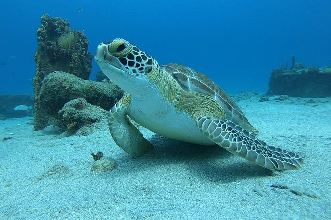 Snorkeling with Sea Turtles - Starting at Frederiksted Pier