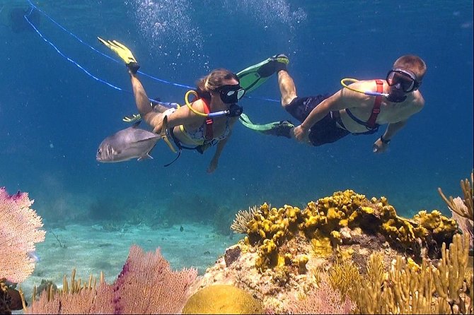 Snuba Adventure at Coral World Ocean Park - Key points at a glance