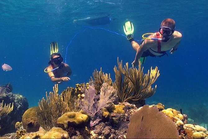 Snuba Adventure at Coral World Ocean Park - What Snuba at Coki Point actually feels like