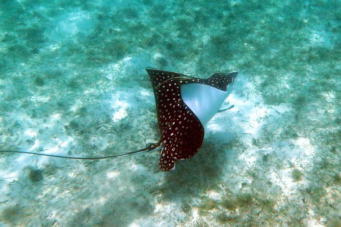 St Thomas Kayak and Sea Turtle Snorkel Excursion - Reaching the quiet turtle bay