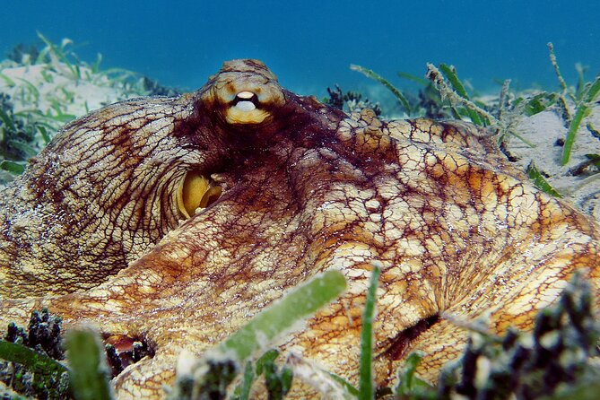 St Thomas Kayak and Sea Turtle Snorkel Excursion - Is $139 a fair price?