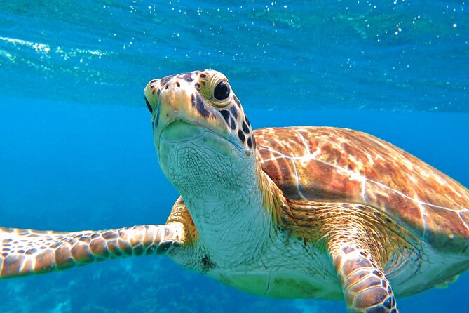 St Thomas Mangrove Lagoon Kayak and Snorkel Tour in the US Virgin Islands - Meeting at the southern coast of St. Thomas
