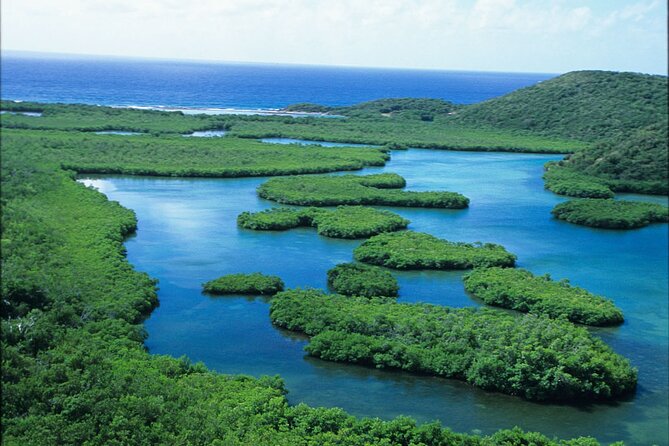 St Thomas Mangrove Lagoon Kayak and Snorkel Tour in the US Virgin Islands - Snorkeling among mangrove roots