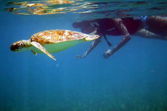St Thomas Sea Turtle Snorkel Kayak Adventure Tour - Key points at a glance