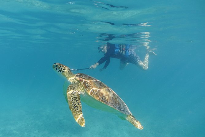 St Thomas Sea Turtle Snorkel Kayak Adventure Tour - Lunch beside the white-sand beach