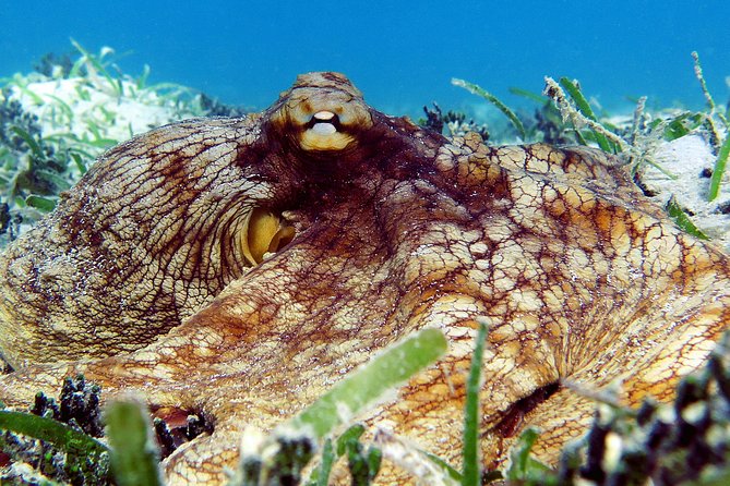 St Thomas Sea Turtle Snorkel Kayak Adventure Tour - Kayaking: beautiful, but not a free ride