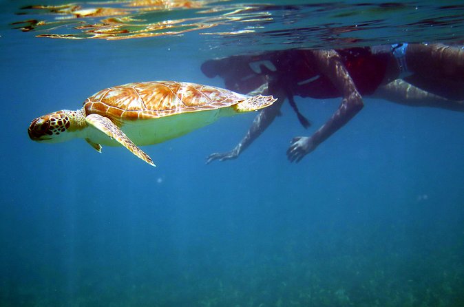 St Thomas Sea Turtle Snorkel Kayak Adventure Tour - Guides are the difference between a good outing and a great one