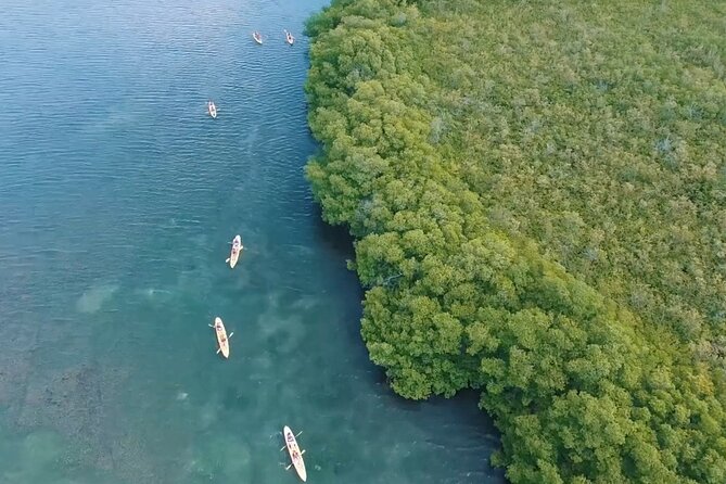 St Thomas Shore Excursion: Mangrove Lagoon Kayak and Snorkel Tour - Watching rays beneath the kayak