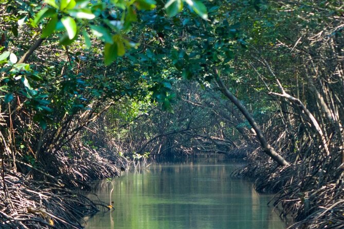 Sunset Kayak Tour in the Mangrove Lagoon, St Thomas - The guides are a big part of the value