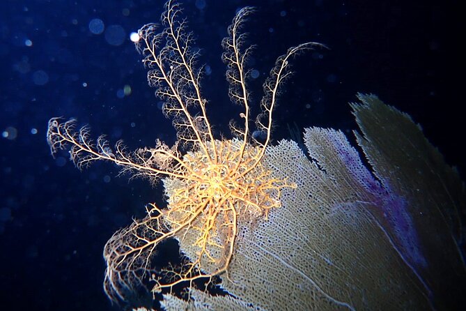Sunset on the Water + Night Snorkeling with Guide in St. Thomas - A sunset start at Saga Haven Marina