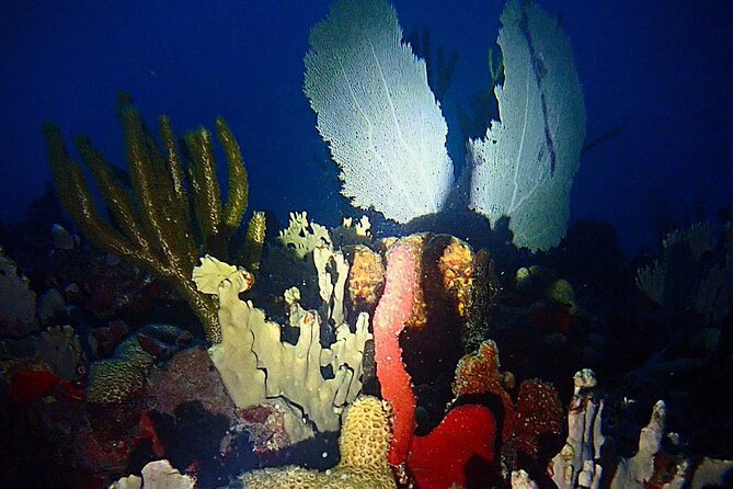 Sunset on the Water + Night Snorkeling with Guide in St. Thomas - What the water looks like after sunset