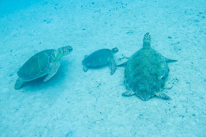 The Frederiksted St. Croix Sea Turtles Snorkeling Tour - Starting beside Frederiksted Pier