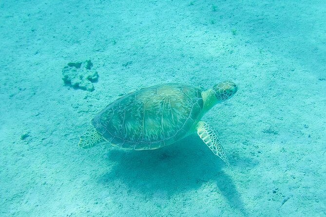 The Frederiksted St. Croix Sea Turtles Snorkeling Tour - The fish list is longer than you might expect