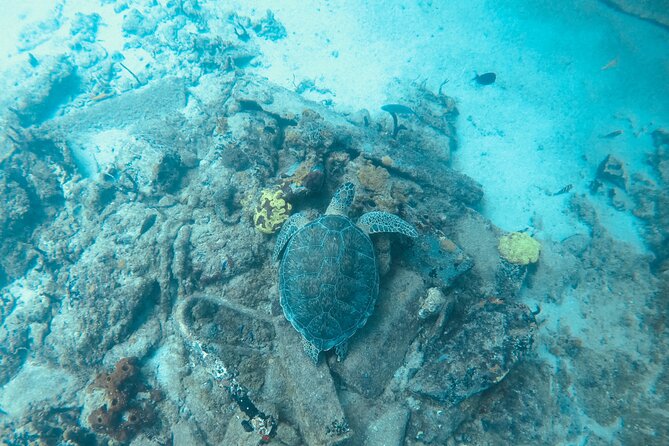 The Frederiksted St. Croix Sea Turtles Snorkeling Tour - Practical preparation for a better morning