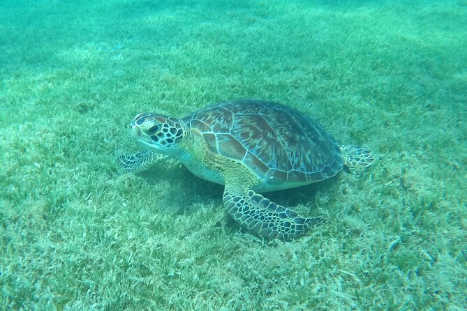 The Frederiksted St. Croix Sea Turtles Snorkeling Tour - What makes Turtle Cove worth your time