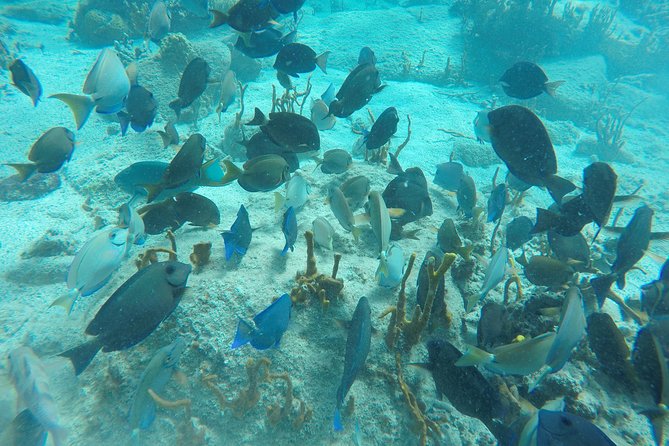 Turtle Cove Catamaran Snorkel and Sail at Little Buck Island STT - Timing matters for cruise ship schedules