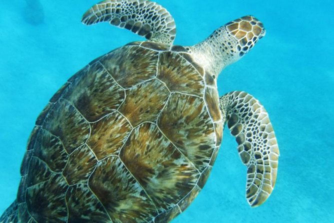 Turtle Cove Catamaran Snorkel and Sail at Little Buck Island STT - Who will enjoy this catamaran trip?