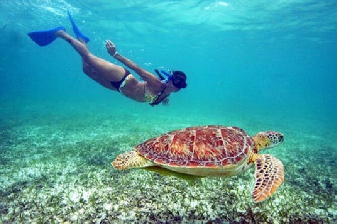 Turtle Snorkel Sail on Buck Island from Frenchman's Reef - Key points to know before sailing