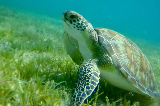 Turtles, Pizza Pi & Sunset trip - From American Yacht Harbor into St. John waters