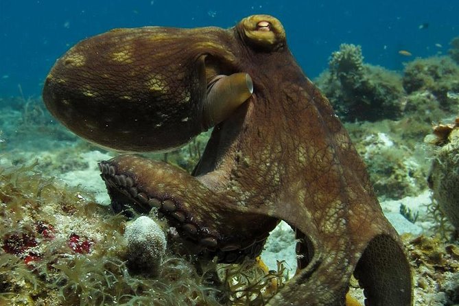Two-Tank Dive for Certified Diving in St Thomas - Key points before you book