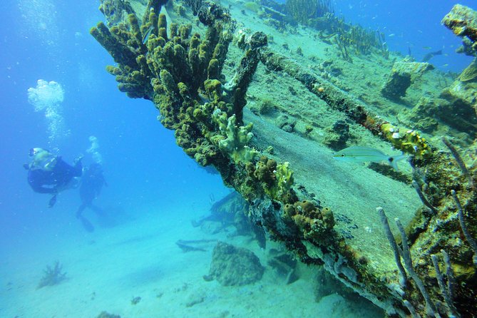 Two-Tank Dive for Certified Diving in St Thomas - Morning or afternoon: choose carefully