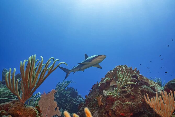 Two-Tank Morning Dive Trip for Certified Divers - Who will enjoy this St. John scuba trip?